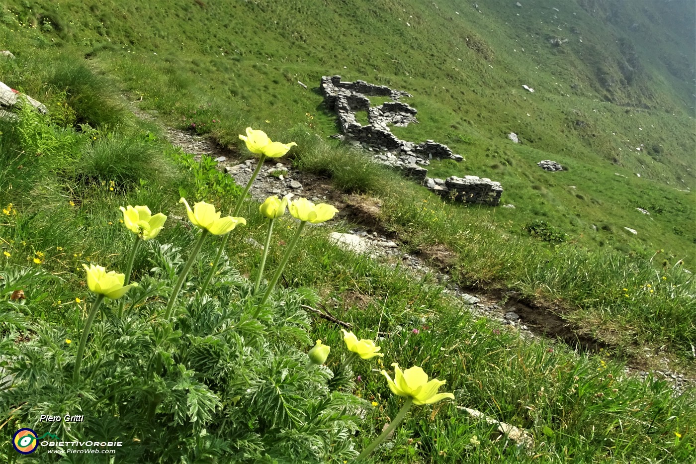 20 Pulsatilla alpina sulfurea con vista su resti costruzioni Linea Cadorna.JPG